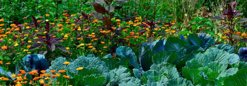 Se presenta en Posadas el libro “Entender para creer. Una vida dedicada a la Agroecología”