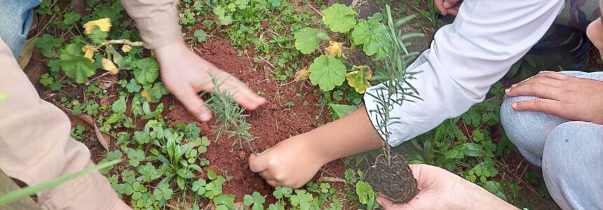 Huerta orgánica en la escuela