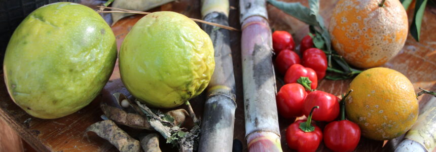 Nuevos profesionales en Producción Sustentable de Alimentos