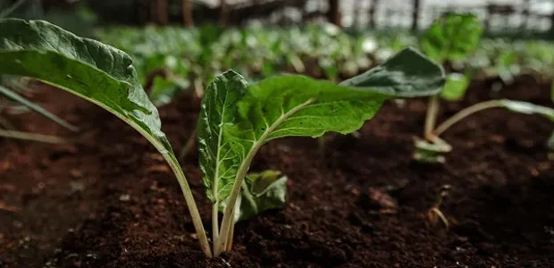 Bioinsumos, otro paso en el proyecto que promueve la educación y restauración del ecosistema cerca de Yabotí