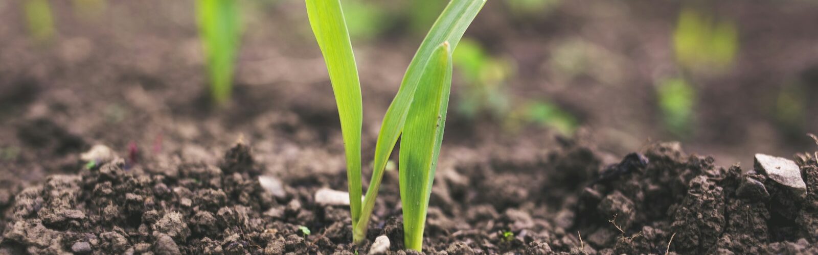 green plant sprouting at daytime