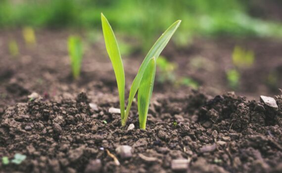 green plant sprouting at daytime