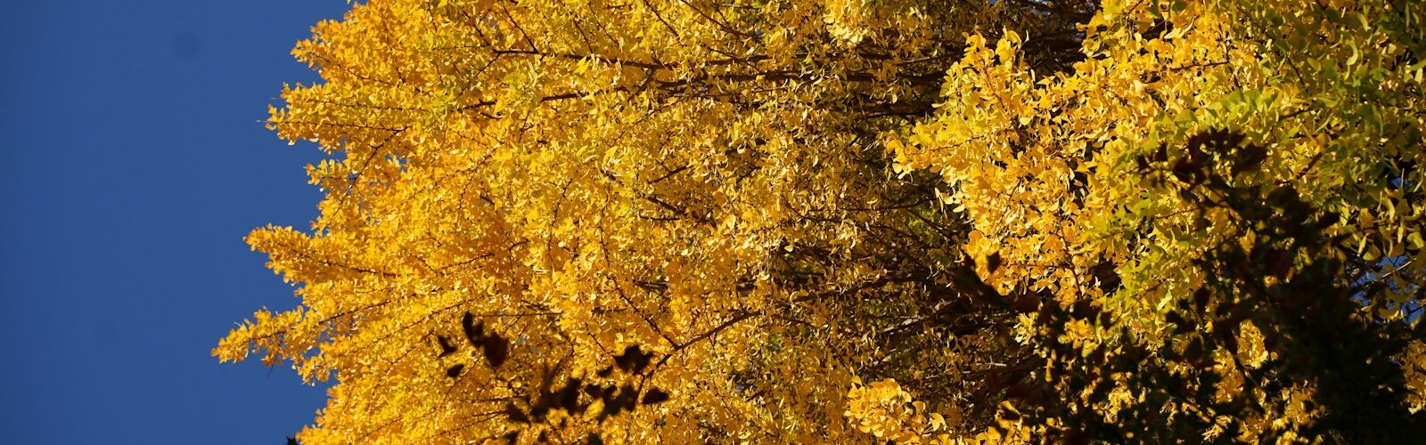 A tree with yellow leaves and a blue sky in the background