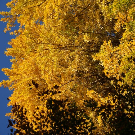 A tree with yellow leaves and a blue sky in the background