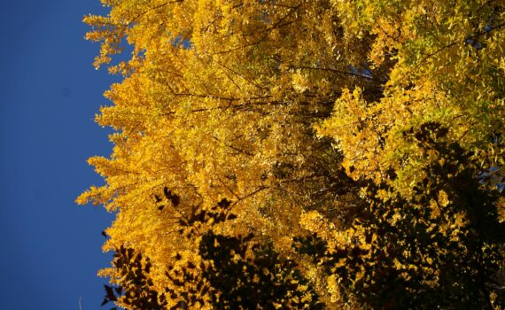 A tree with yellow leaves and a blue sky in the background