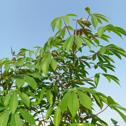 a close-up of a tree