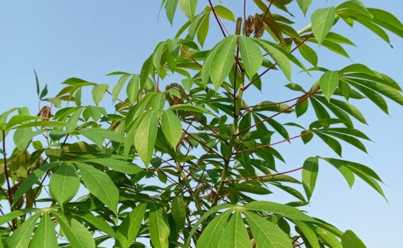 a close-up of a tree