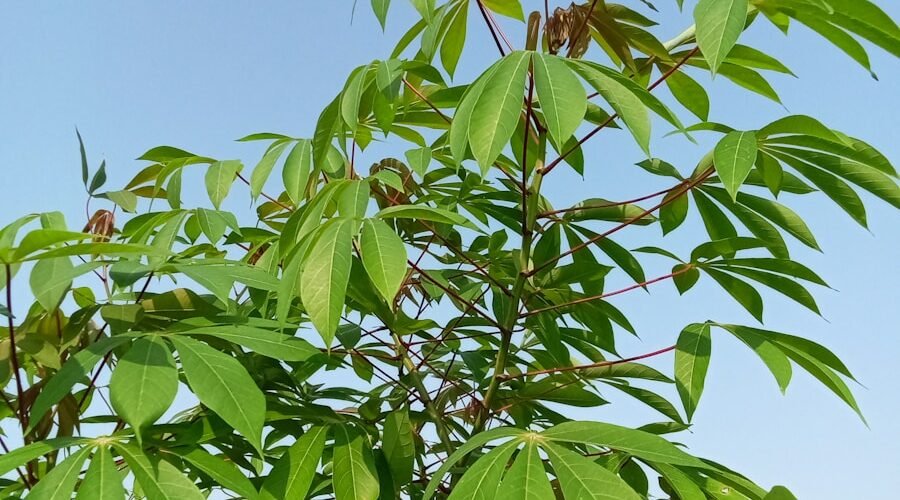 a close-up of a tree