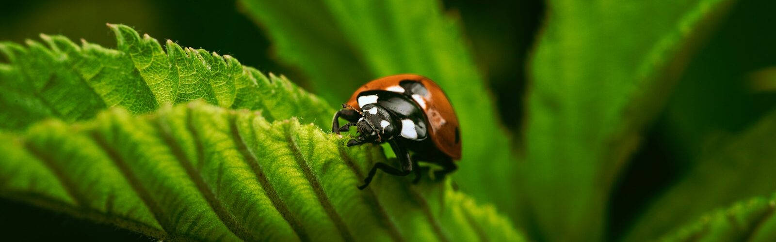 a lady bug sitting on top of a green leaf
