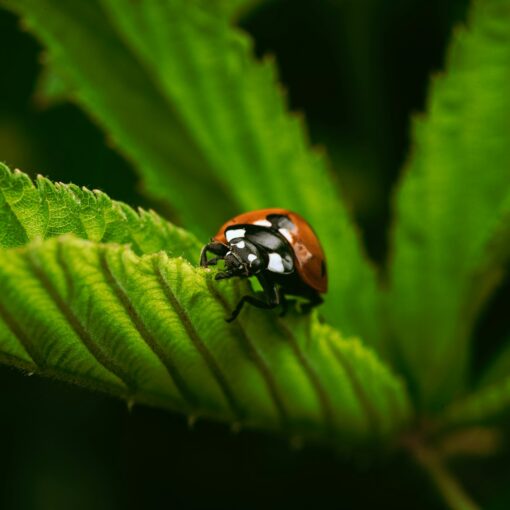 a lady bug sitting on top of a green leaf