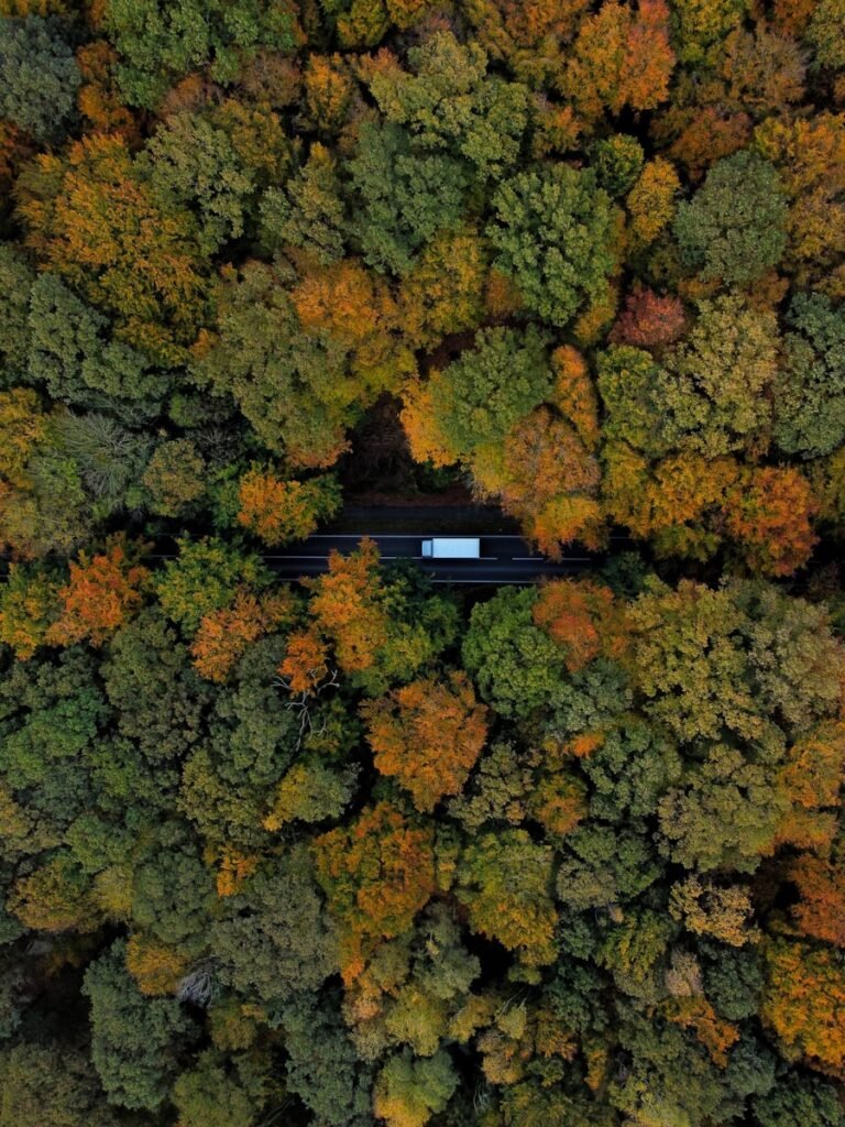 White truck driving through colorful autumn forest